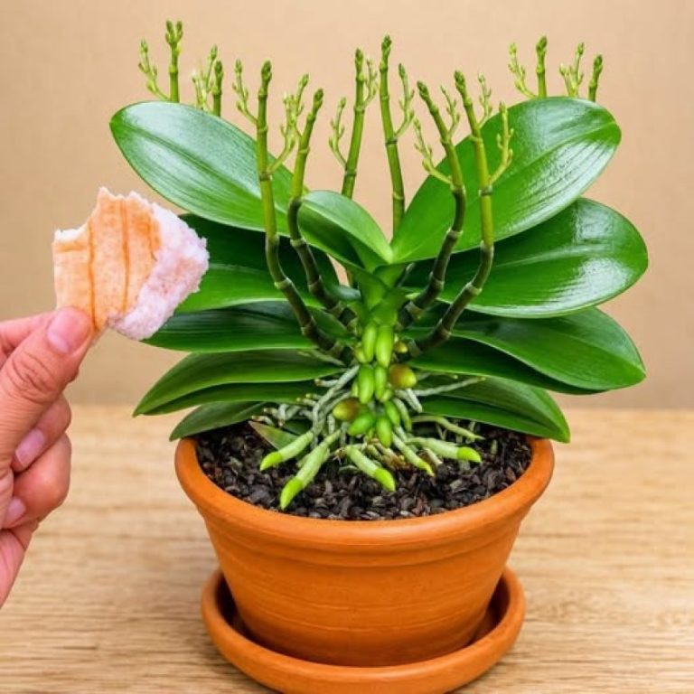 image_870x_6a77344fd5181